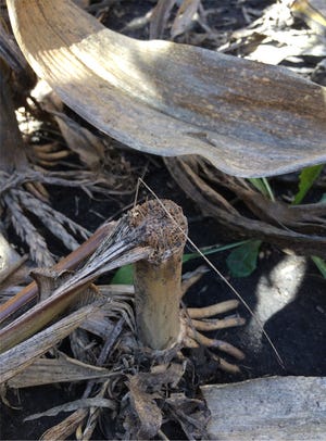 Closeup of damaged cornstalk