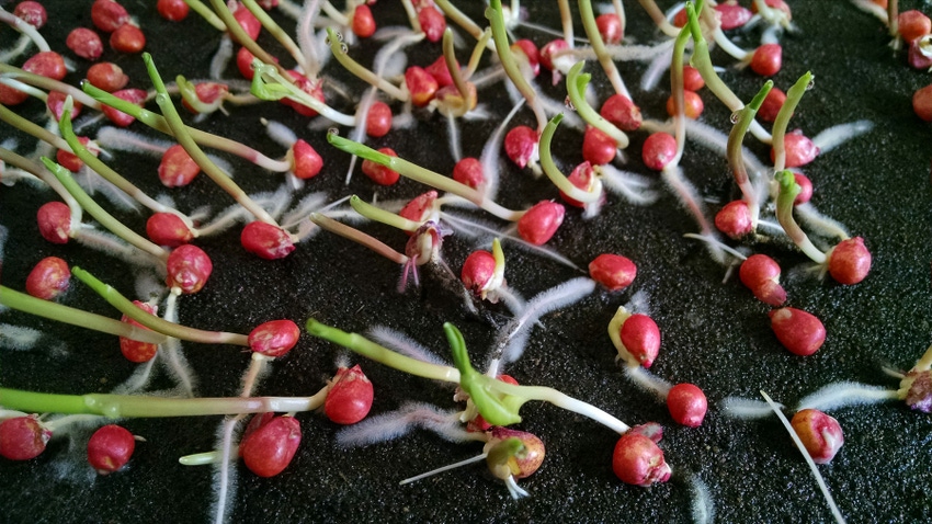 corn seeds ready for evaluation