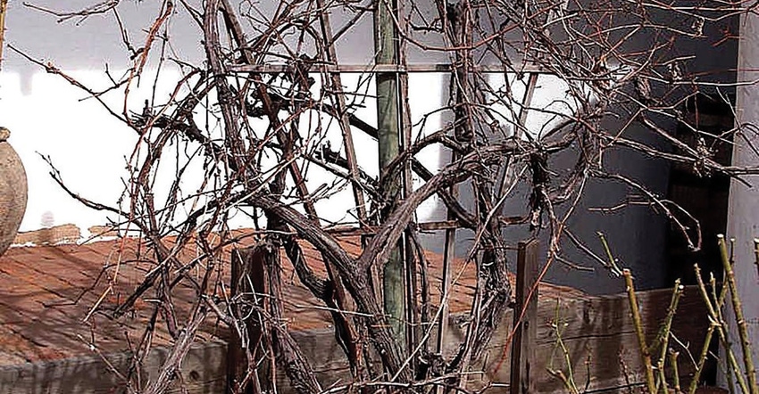 GL0825-jon-sullivan-old-vines.jpg GL0825-jon-sullivan-old-vines.jpg