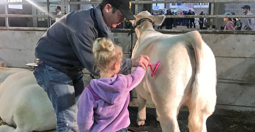 Kevin Johansen shows daughter, Harper, how to comb a Charolais heifer