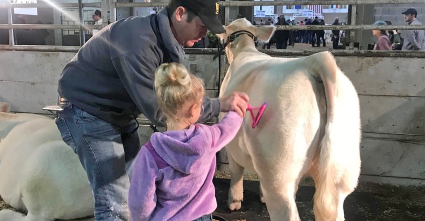 Kevin Johansen shows daughter, Harper, how to comb a Charolais heifer Kevin Johansen shows daughter, Harper, how to comb a Charolais heifer