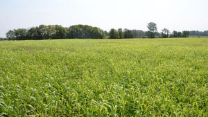 A wide landscape view of a cover crop field
