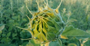 Close up of an unopened sunflower bud