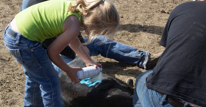a person branding a calf