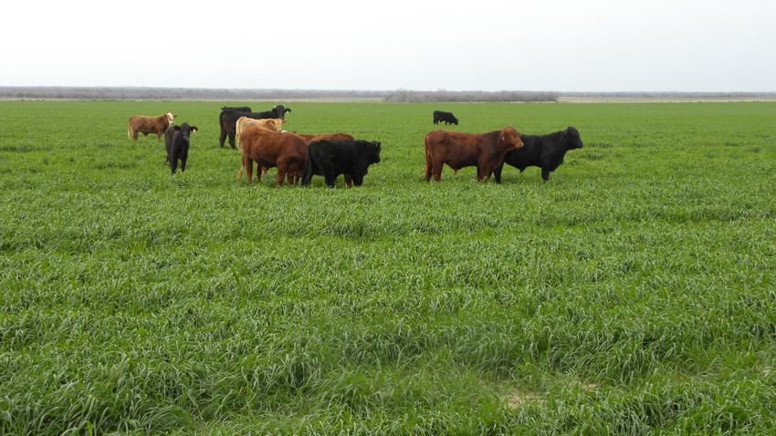 Cattle on wheat pasture