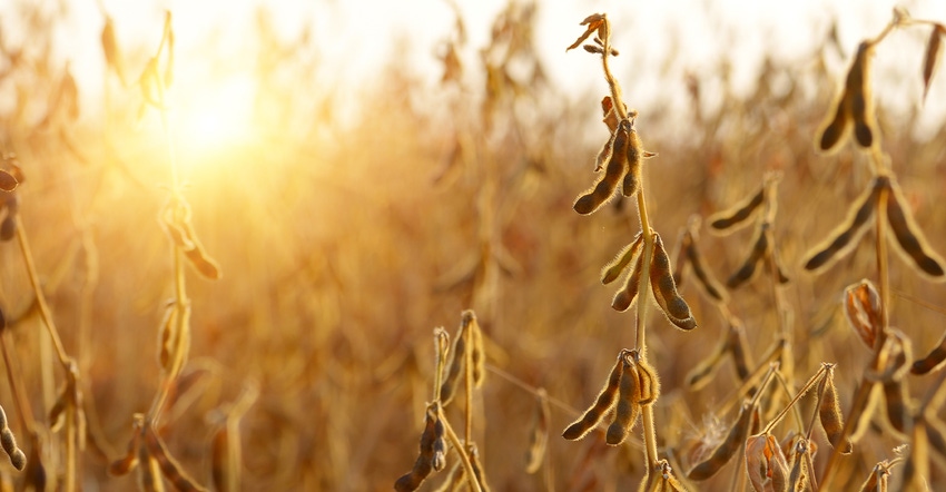 sunrise over ripened soybean plants