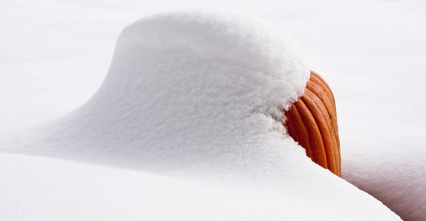 snow covered pumpkin