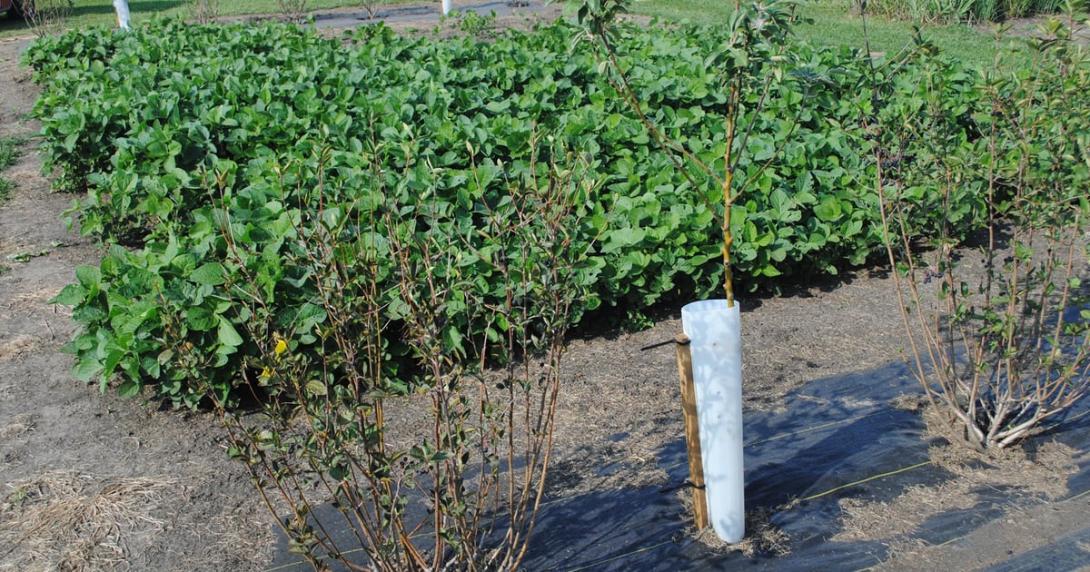 Alley cropping applications being studied