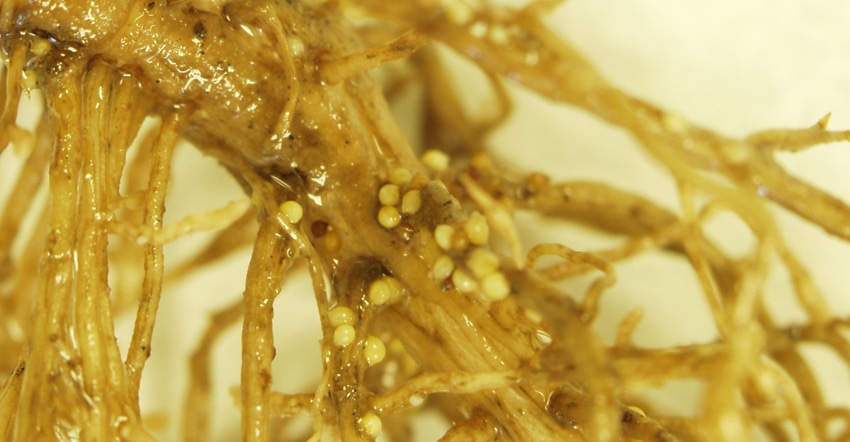 Soybean Cyst Nematode females on soybean roots taken under a microscope 
