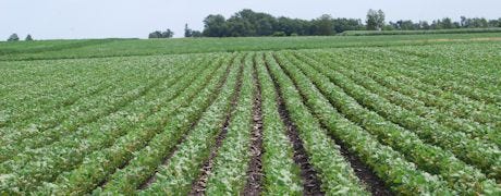 how_many_acres_corn_soybeans_really_got_planted_year_1_635104796309940000.jpg