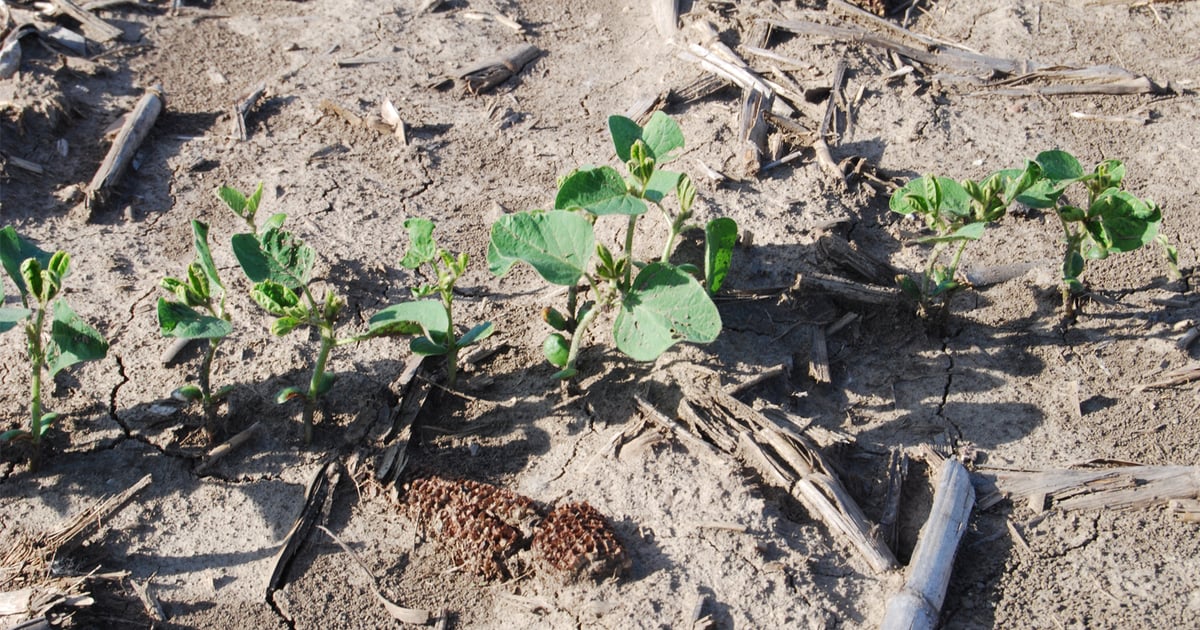 Soybean Stand Evaluation Replant Decisions And Hula Hooping