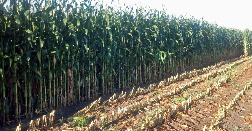 rows of green corn plants next to chopped stalks