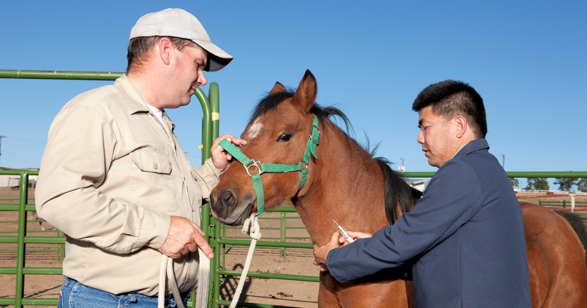 Urgent Call To Action West Nile And Anemia In Kansas Horses Protect Your Equine - p1di6gn