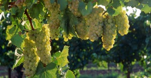chardonnay grape on the vine