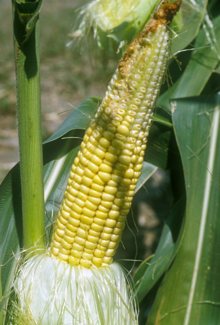 A corn ear on the stalk with no kernel growth on the tip