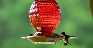 dfp-adismukes-hummingbird2.JPG