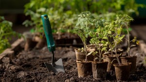 Tomato plants and garden shovel
