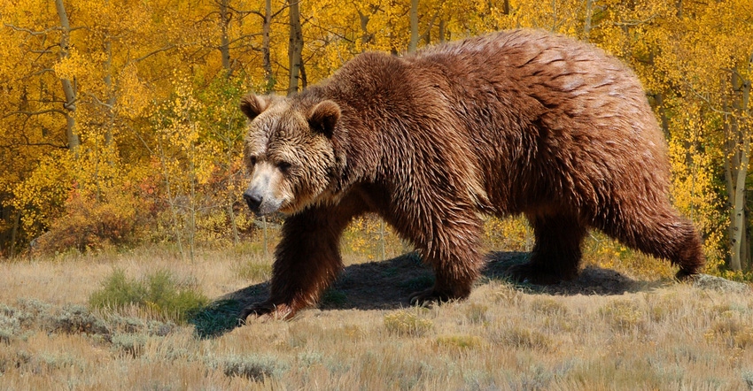 Grizzly bear walking through meadow