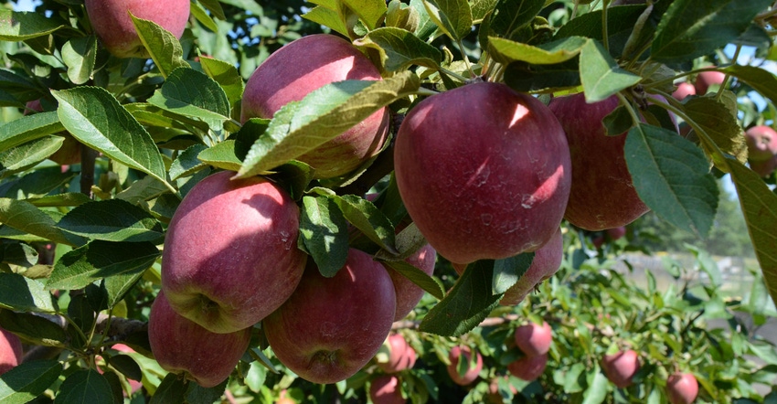 Apples in orchard