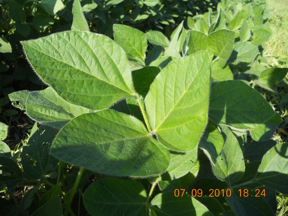 What’s Causing Soybean Leaf Cupping, Wrinkling