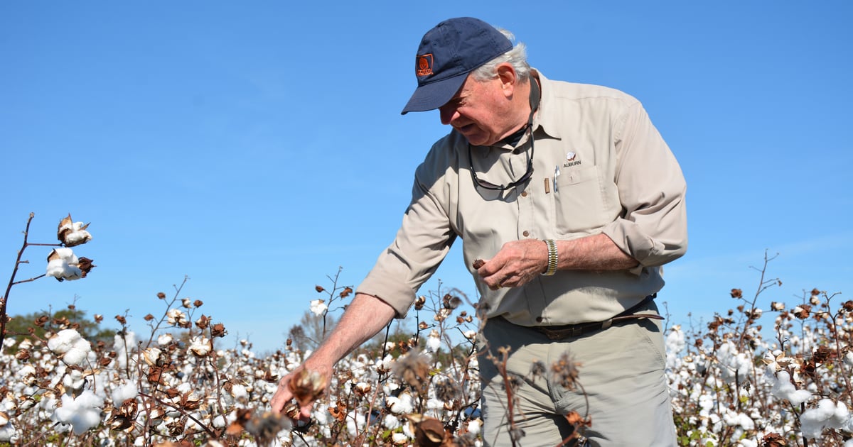 Inside the insects shaping 50 years of cotton history