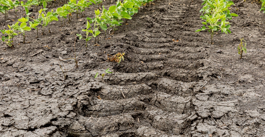 Close up of tire track in soybean field