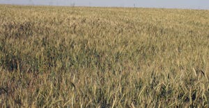 wheat-field-haire-farm-progress-6-a.jpg