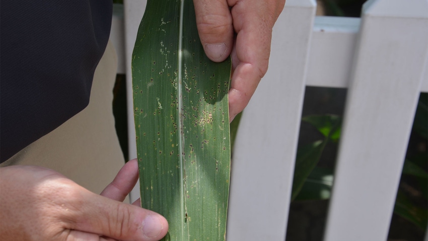 A close-up of hands holding a corn leaf with tiny black spots