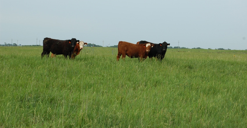 cattle in the pasture