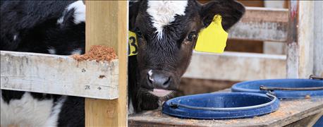 dairy_cattle_are_catching_colds_even_pneumonia_1_635888295356244522.jpg