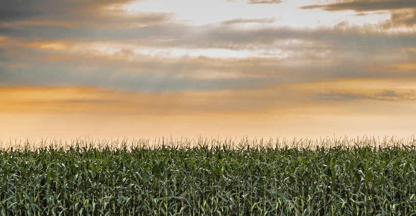 A sunset peeking through the clouds over a crop field