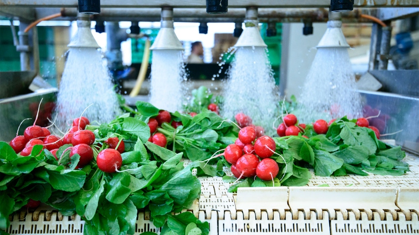Radishes being washed on a conveyor belt Radishes being washed on a conveyor belt