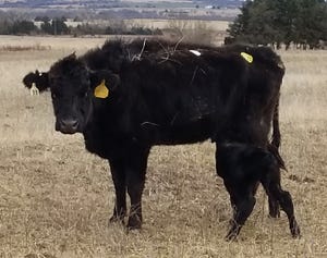 An obviously wormy cow with calf