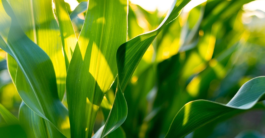 Sun shining on green corn leaves