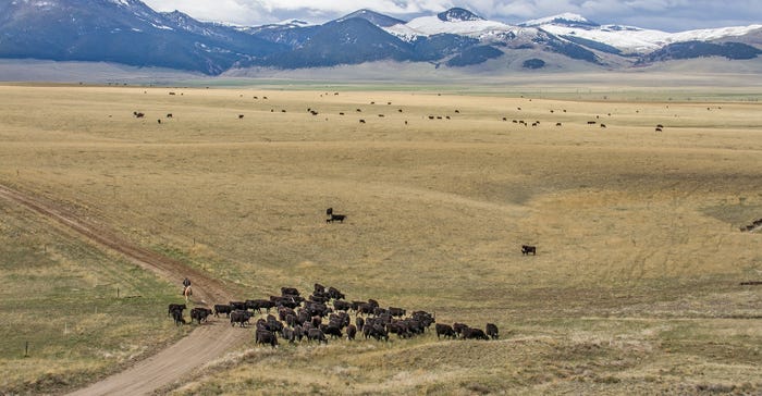 La Cense ranchhand moves heavy cows into a new pasture