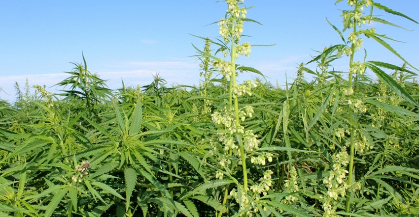 industrial hemp plants in the field