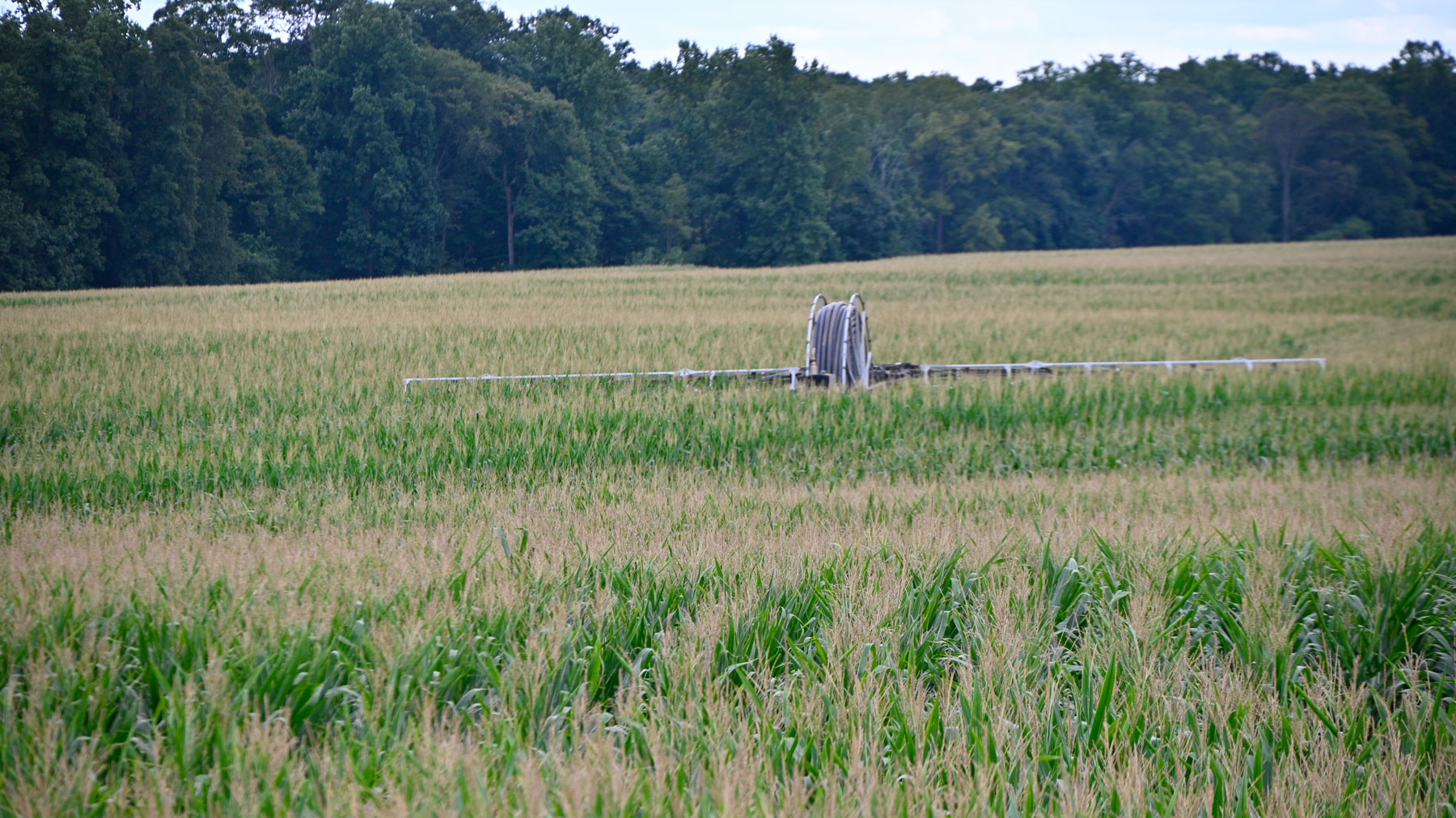 The 360 Rain machine spreading manure