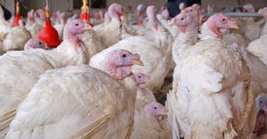 closeup of turkeys in confinement