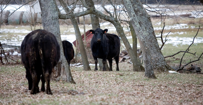 Beef cattle in field Beef cattle in field