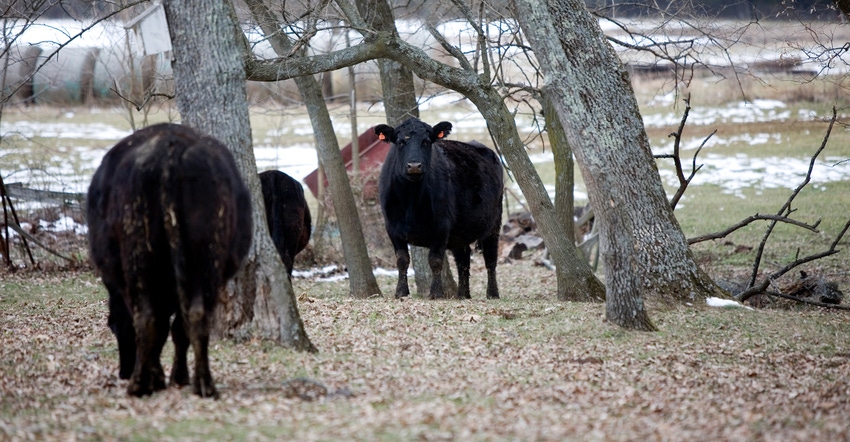 Beef cattle in field