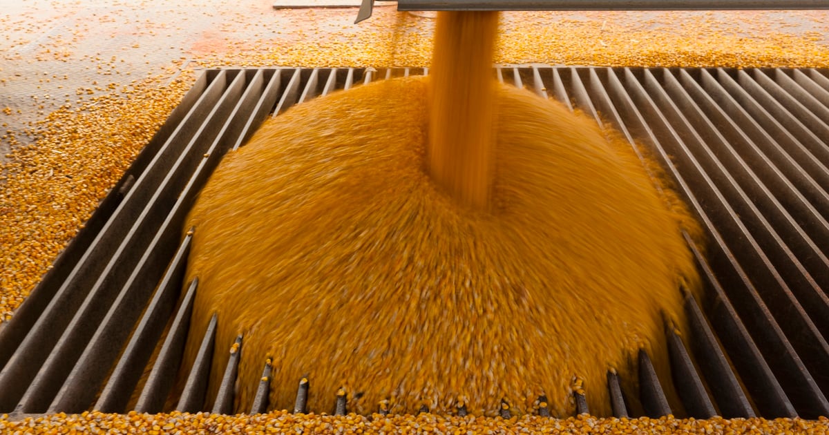 Corn plunges 20 cents as high USDA stocks stun market