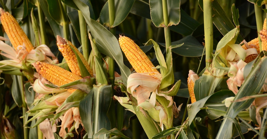 cornstalks with husks pulled back on several ears of corn