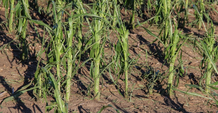 Beaten up and tattered corn plants suffering from heavy hail damage
