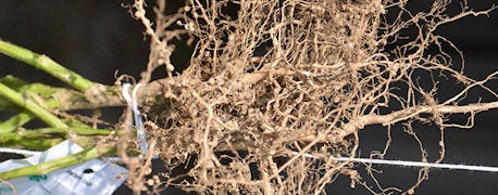 soybean_root_systems_are_created_equal_1_635106907871310288.JPG