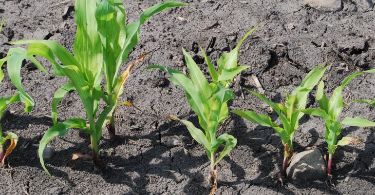Yellow corn plants are showing up in field areas this spring where wet soils restrict early corn growth and soils have low nitrate levels.