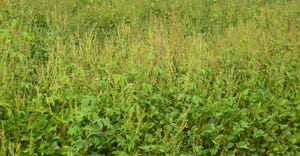 weeds in soybean field 
