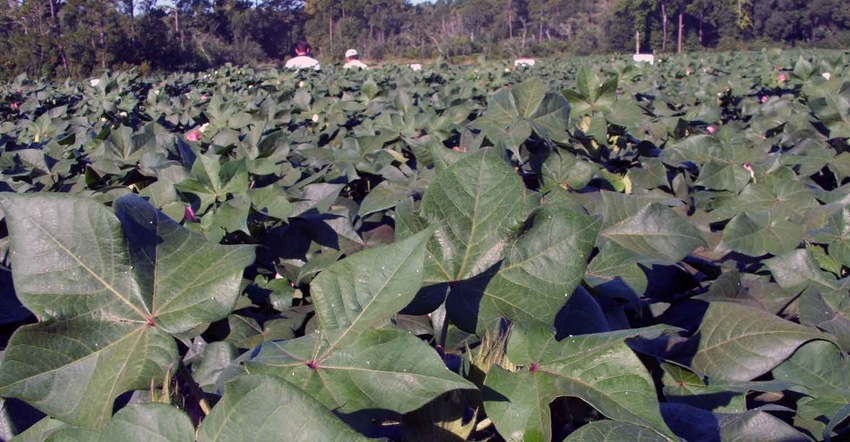 weed-free-cotton-GA-brad-haire.jpg weed-free-cotton-GA-brad-haire.jpg