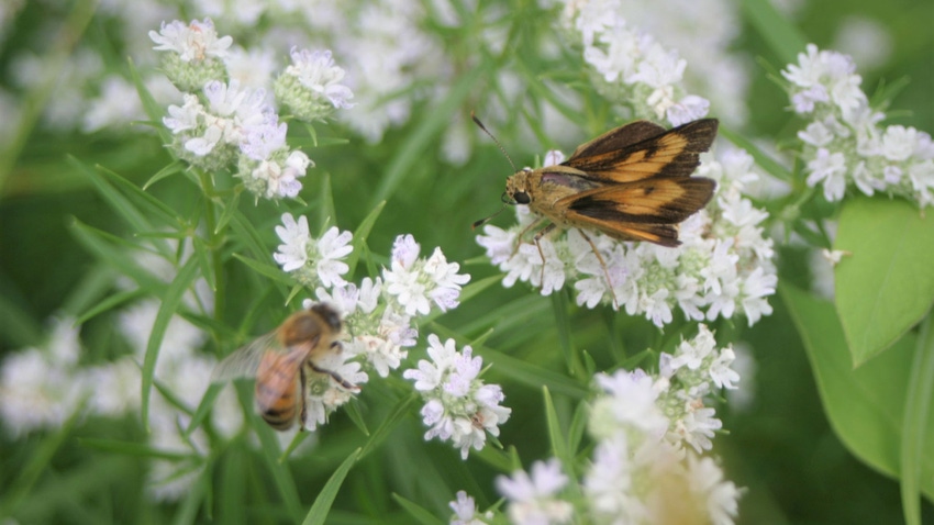a butterfly and bee rest on white mountain mint flower plants a butterfly and bee rest on white mountain mint flower plants