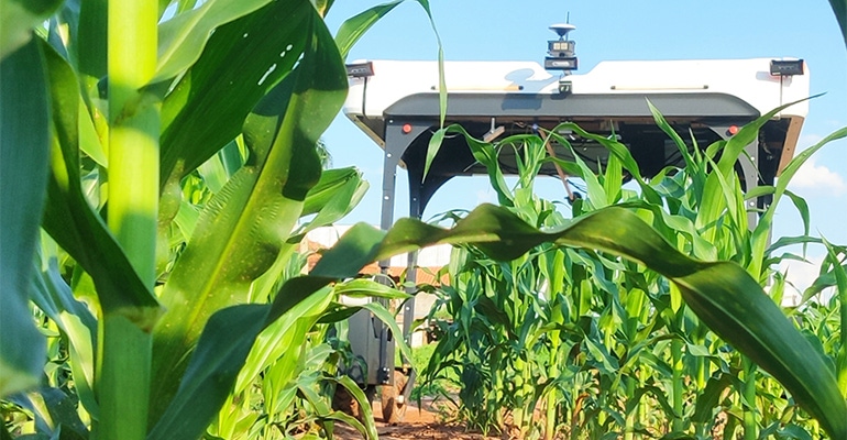 Robot in corn field