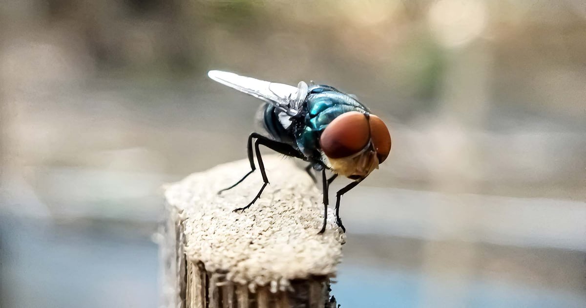 Texas New World screwworm detection: What's next for ranchers?